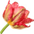 Parrot tulip
